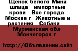 Щенок белого Мини шпица , импортные крови - Все города, Москва г. Животные и растения » Собаки   . Мурманская обл.,Мончегорск г.